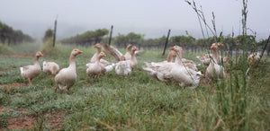 Farm animals at Robert Clay Vineyards Winery in Mason Texas