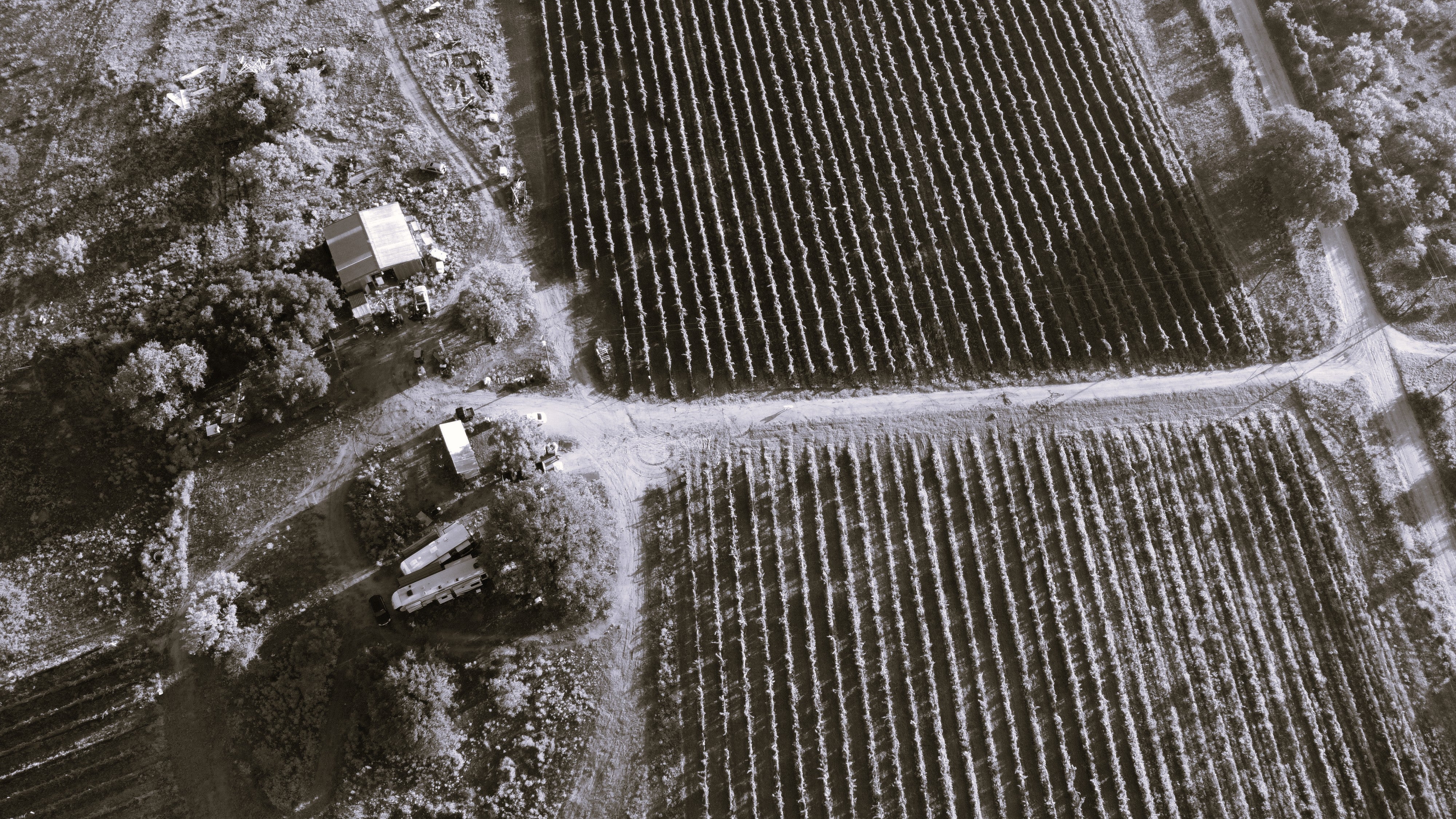 Vineyard aerial view